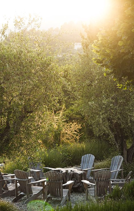 olive tree groves surrounding luxury villa in Valbonne